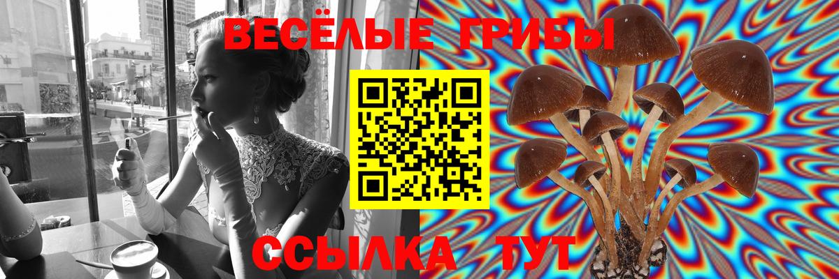 Псилоцибиновые грибы Psilocybe Фрязино